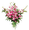 Sedem orchide�