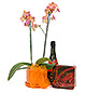 Orchidea �peci�l