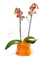 Orchidea Phalaenopsis