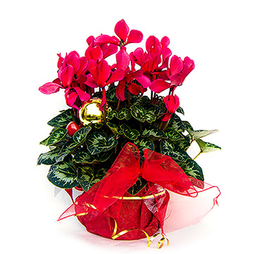 Christmas Cyclamen