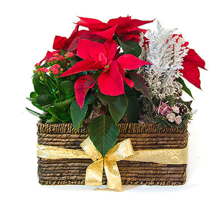 Basket with Christmas Poinsettia