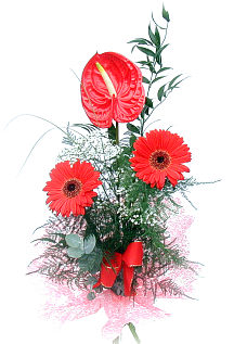 Gerberas & Anthurium