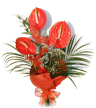 Simply Anthuriums