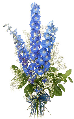 Three Delphiniums