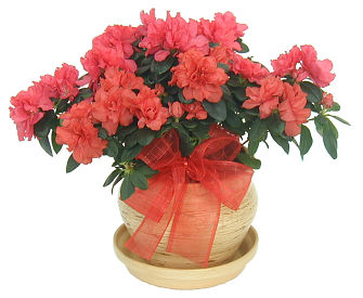 https://www.flowerweb.sk/images/azalea.jpg