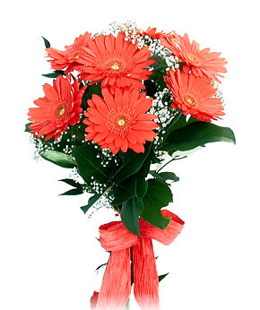 Seven Red Gerberas