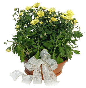 Medium Potted Chrysanthemum