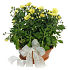 Potted chysanthemum - medium