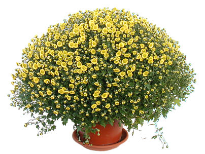 Grand Potted Chrysathemum