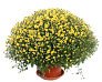 Grand potted chrysanthemum
