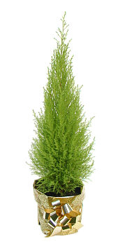 Potted Cedar