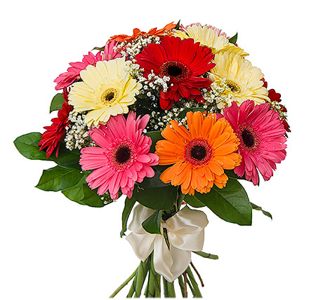 Colorful Gerberas