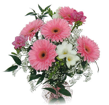 Gerberas & Freesias