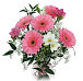 Gerberas & Freesias