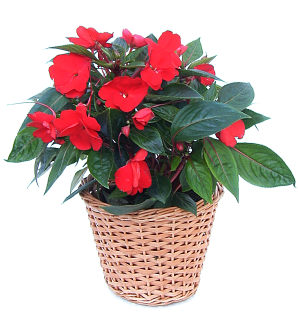 Potted Impatiens