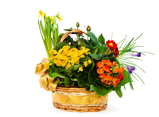 Bloom Basket