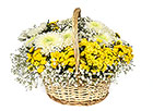 Flowers basket with chrysanths