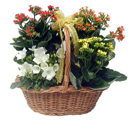 Garden Delight Basket