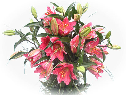 Oriental Lilies Extra