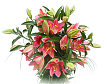 Oriental Lilies Extra