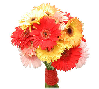 Fifteen Gerberas