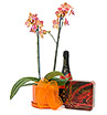 Orchid Gift Pack