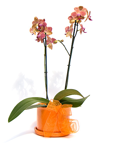 Veľká orchidea v črepníku