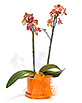 Grand Potted Orchid