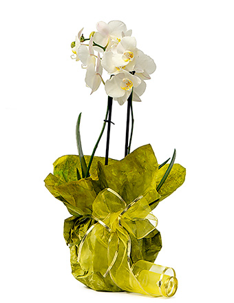 Stredná orchidea v črepníku