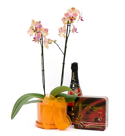 Orchidea špeciál