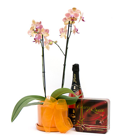 Orchid Gift Pack