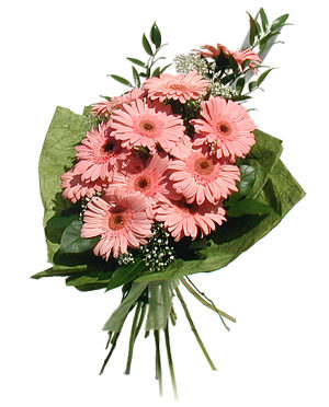 Pink gerberas