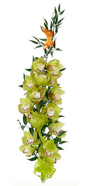 Orchidea cymbidium