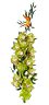 Orchidea cymbidium