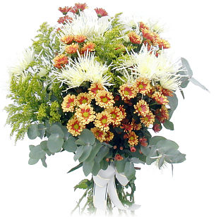 Sympathy Chrysanthemums (Mixed)