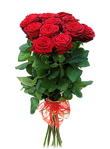 Červené ruže „Pure Great”