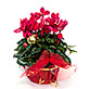 Christmas Cyclamen