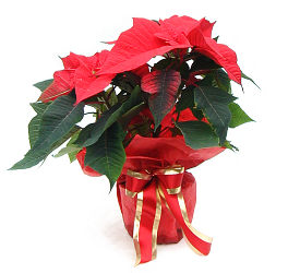 Christmas Poinsettia