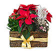 Basket with Christmas Poinsettia