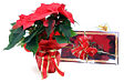 Christmas Poinsettia & Chocolates